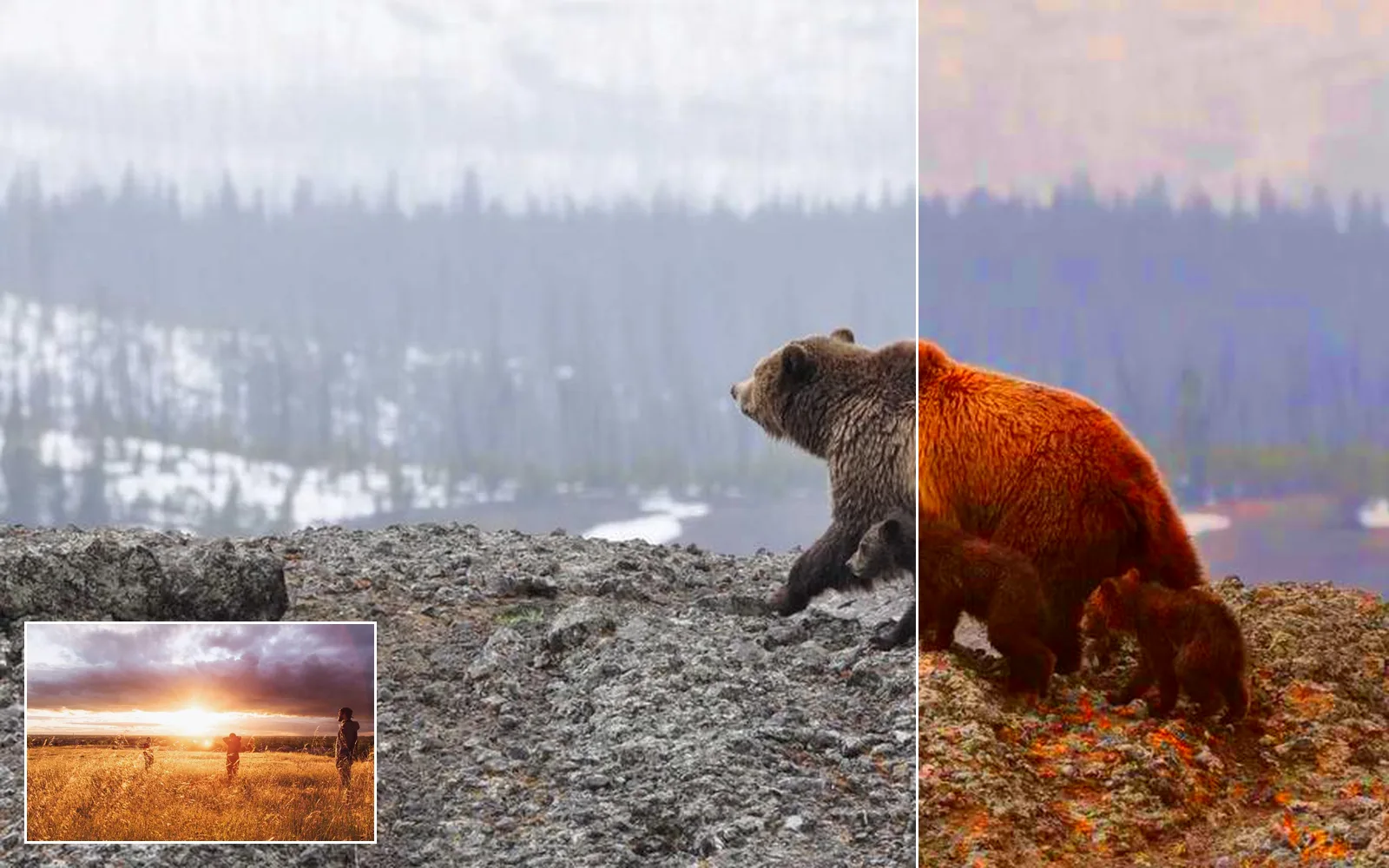 a cold misty bear shot pulled toward the warm sunset frame in the corner