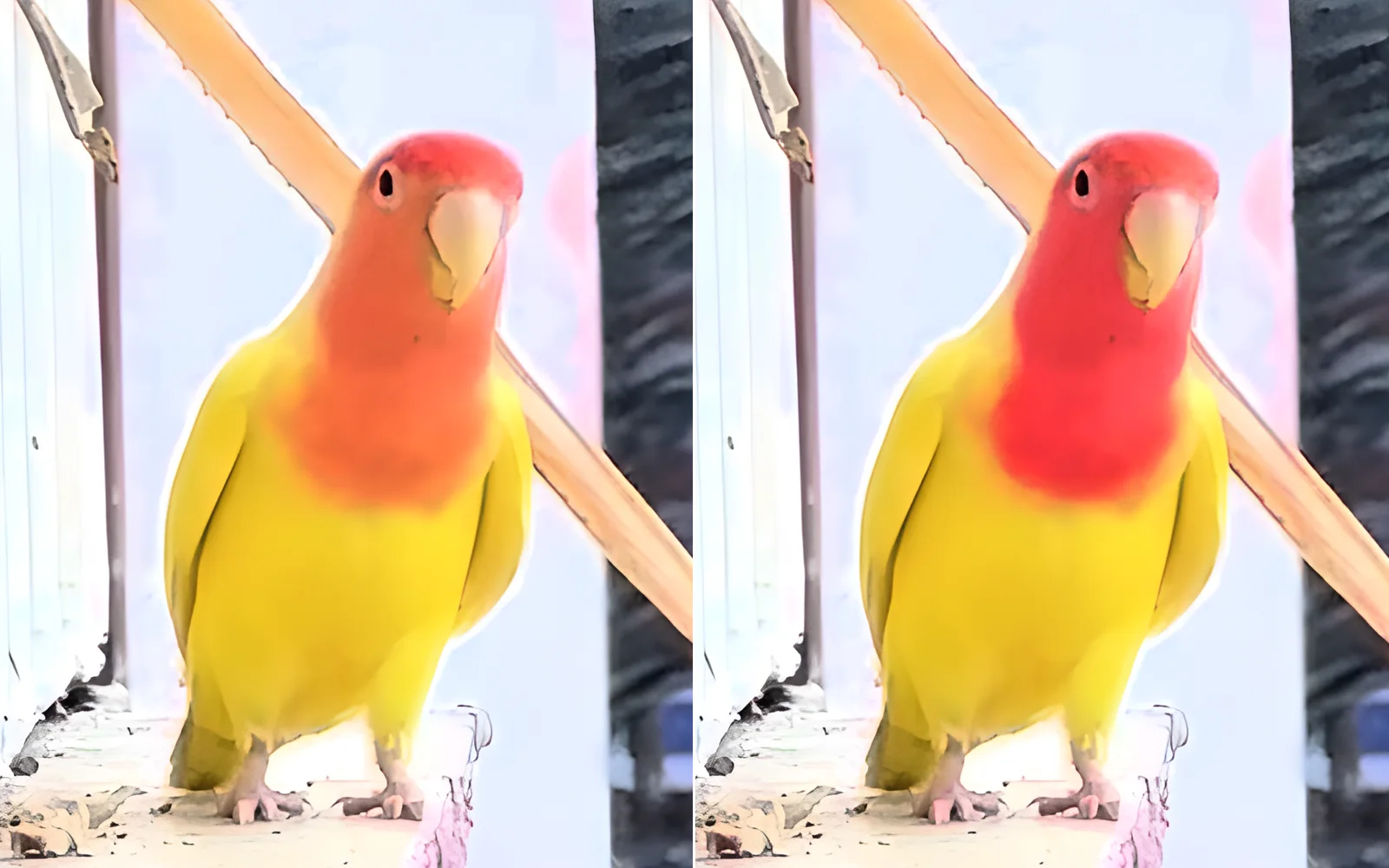 a lovebird's peach face turned rose red, the yellow body left as it was
