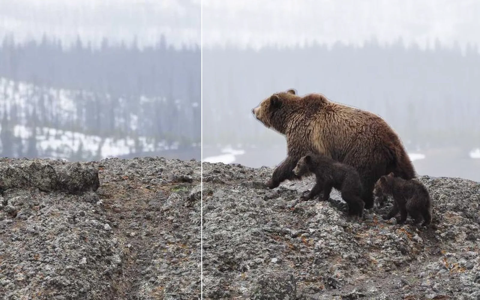 the far forest sunk further into mist while the bear stays crisp