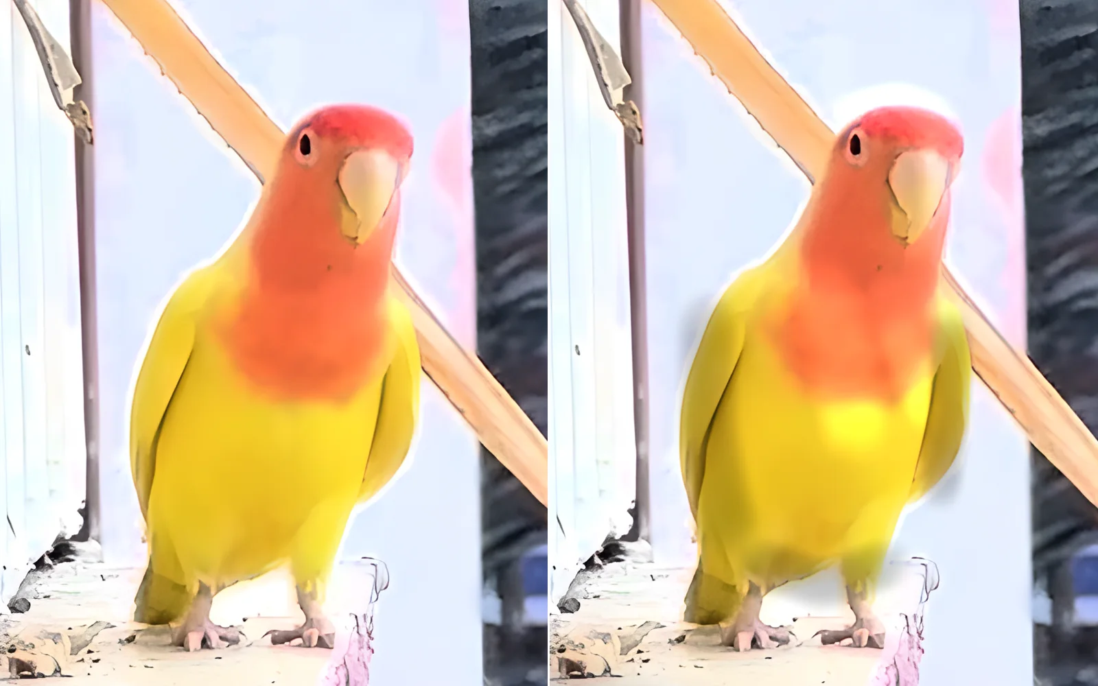 A lovebird before and after dodge and burn