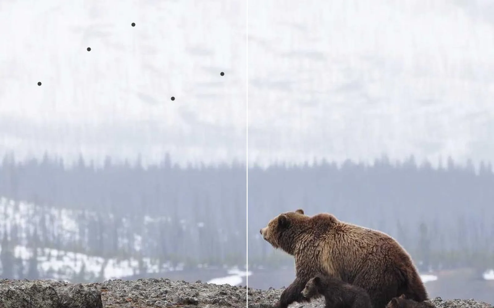Dust specks on a bear photo, before and after healing