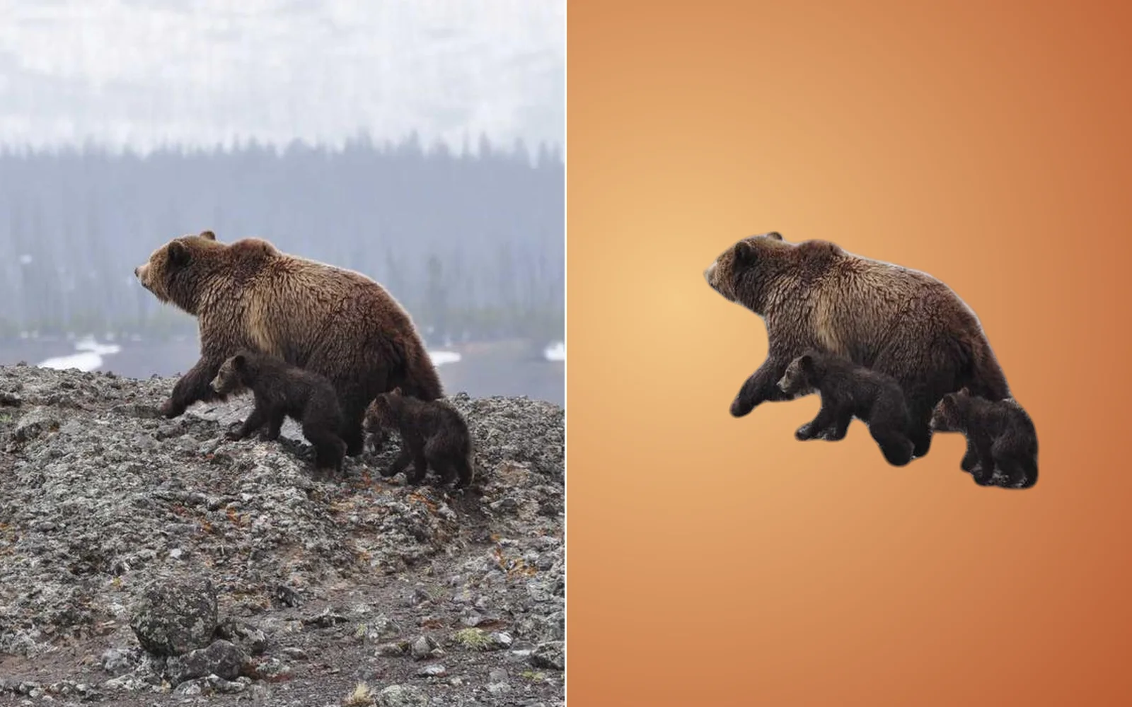 A bear and her cubs cut out of a misty hillside, before and after