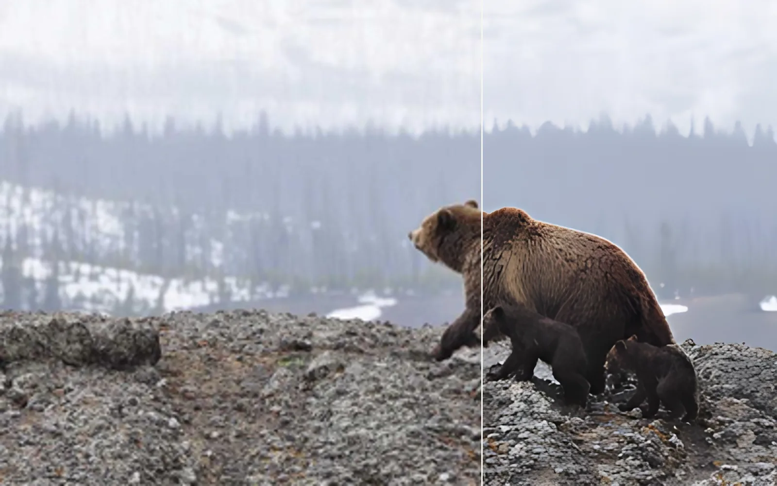 a tiny bear photo blown up four times, plain enlargement on the left