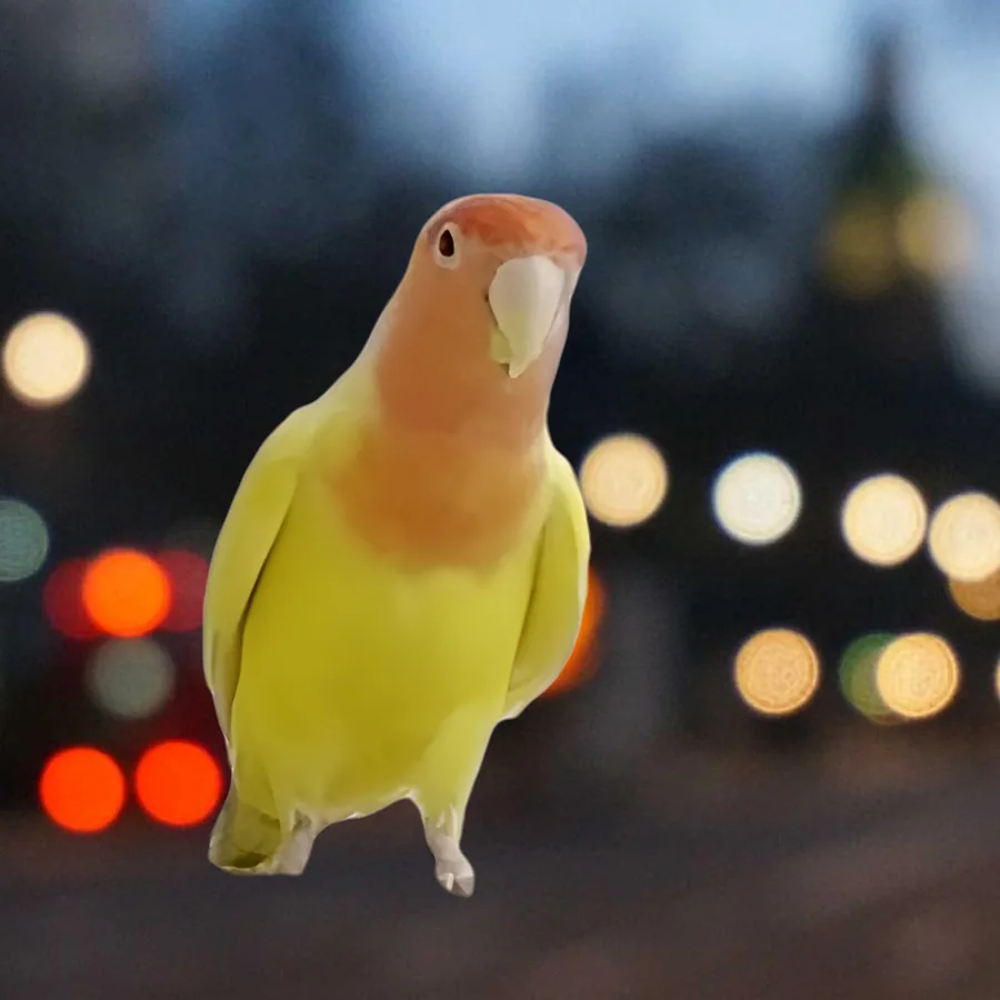 A lovebird cut out of a balcony photo and set on evening city lights.